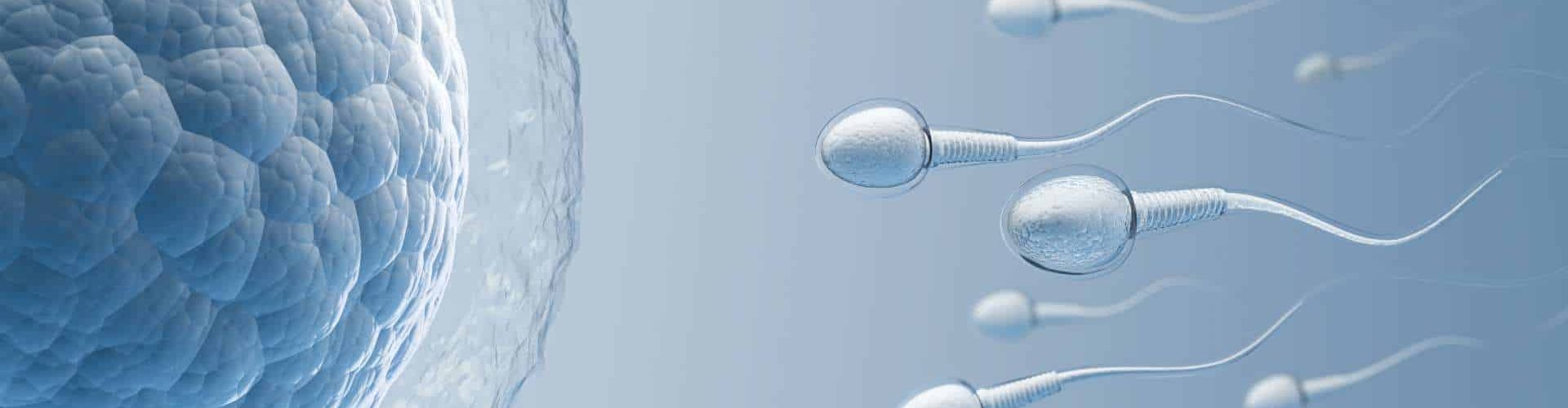 Γονιμοποίηση